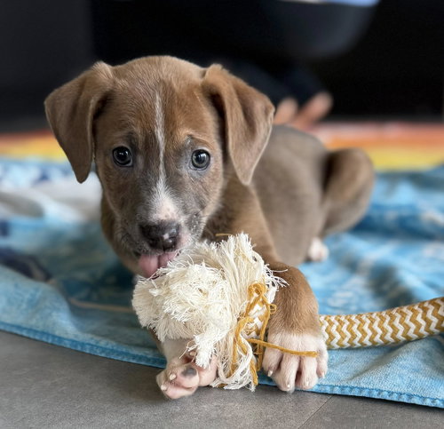 ZIGGY - Labrador Retriever / American Pit Bull Terrier available for adoption
