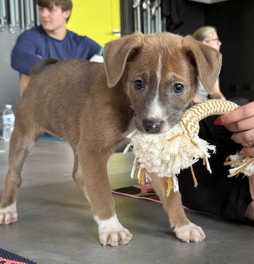 picture of the dog needing adoption