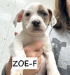 Zoe - Photo 4