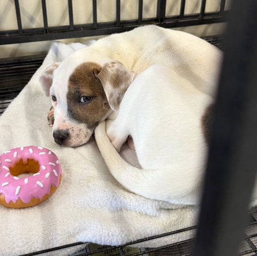 ZOE - Labrador Retriever / American Pit Bull Terrier available for adoption