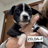 Zelda - Photo 5