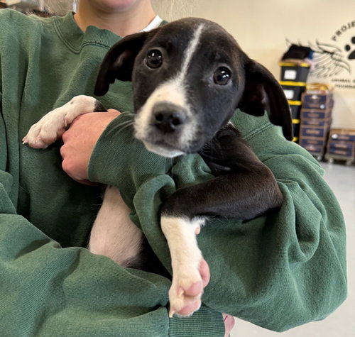 ZELDA - Labrador Retriever / American Pit Bull Terrier available for adoption