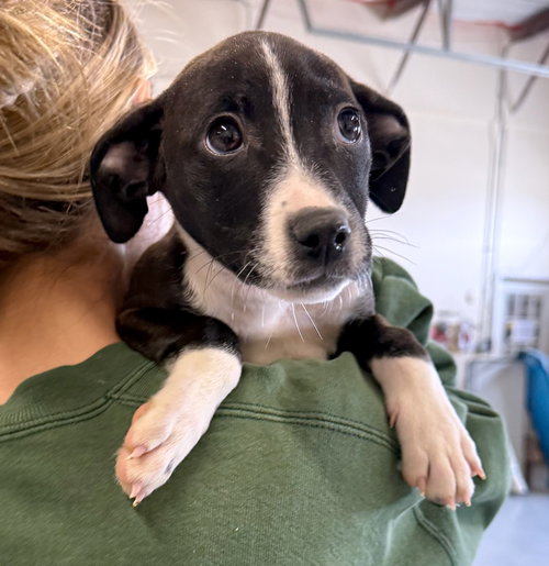 picture of the dog needing adoption