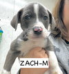 Zach - Photo 5