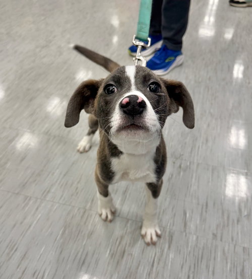 picture of the dog needing adoption