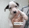 Zorro - Photo 3