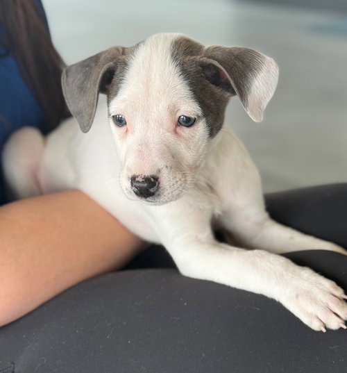 picture of the dog needing adoption