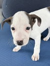 Zorro - Photo 2