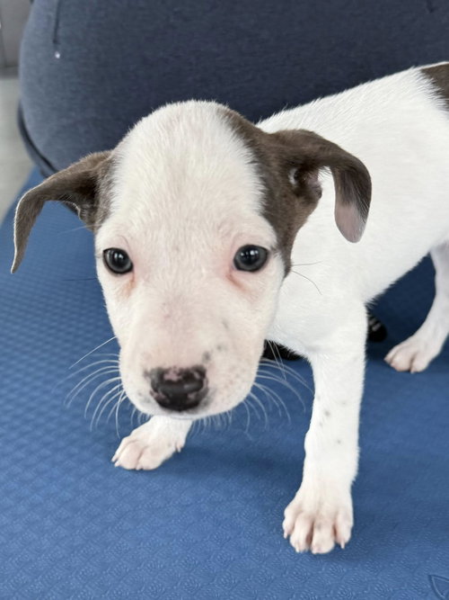 ZORRO - Labrador Retriever / American Pit Bull Terrier available for adoption