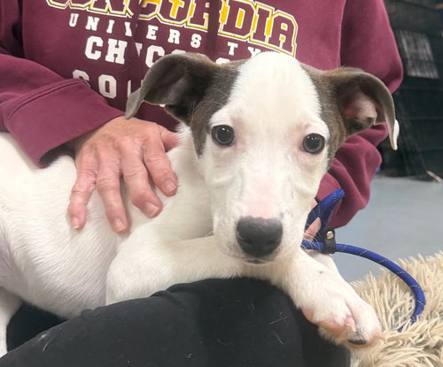 picture of the dog needing adoption