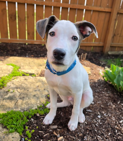 picture of the dog needing adoption
