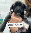 Zoltan - Photo 5