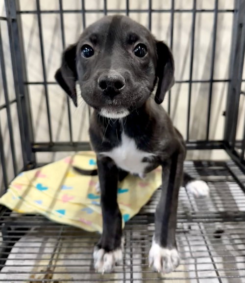 ZOLTAN - Labrador Retriever / American Pit Bull Terrier available for adoption
