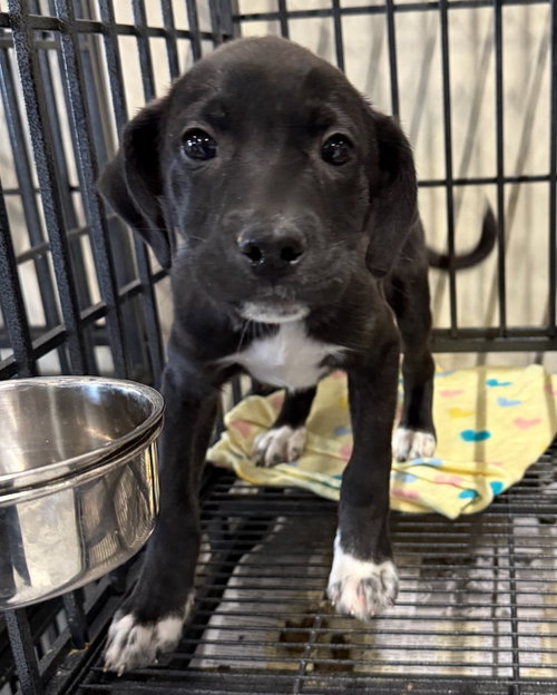 picture of the dog needing adoption