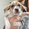 Zeus - Photo 3