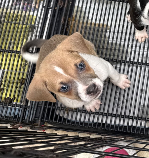 Zeus