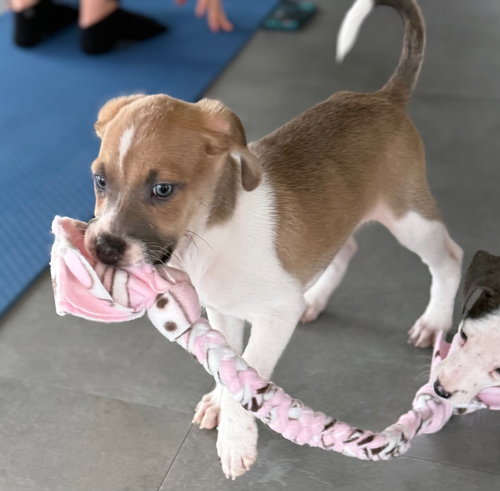 ZEUS - Labrador Retriever / American Pit Bull Terrier available for adoption