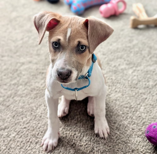 picture of the dog needing adoption