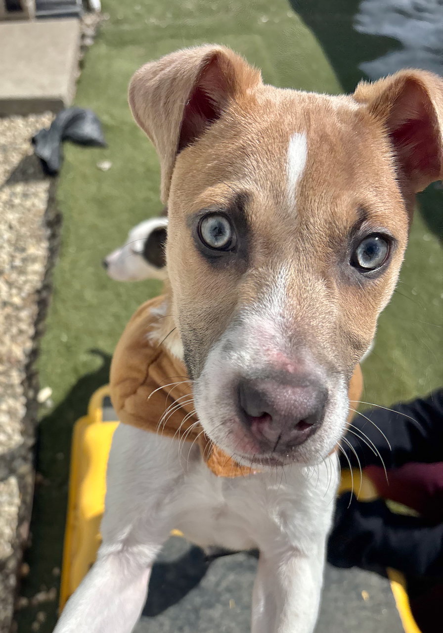 Zeus