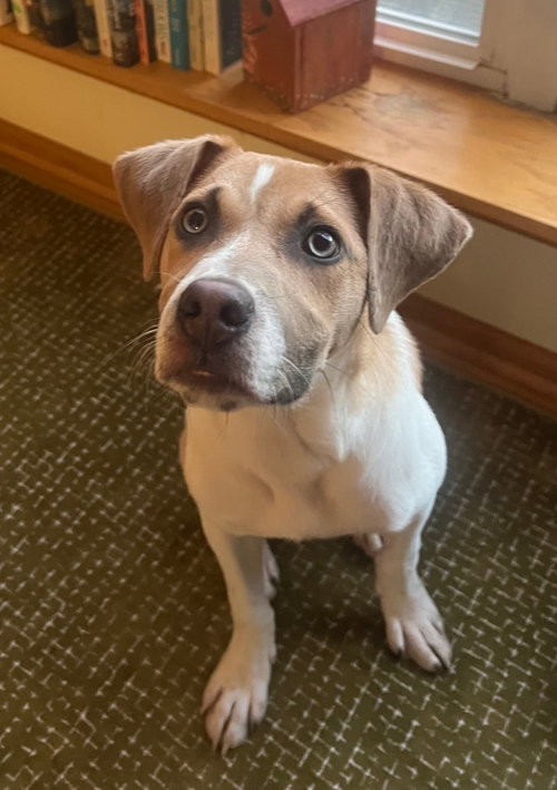 Zeus, an adoptable Labrador Retriever in Gilberts, IL