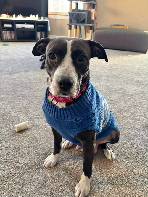 picture of the dog needing adoption