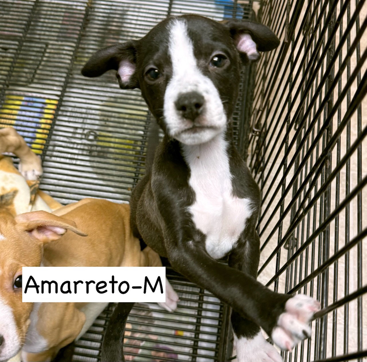 Amaretto