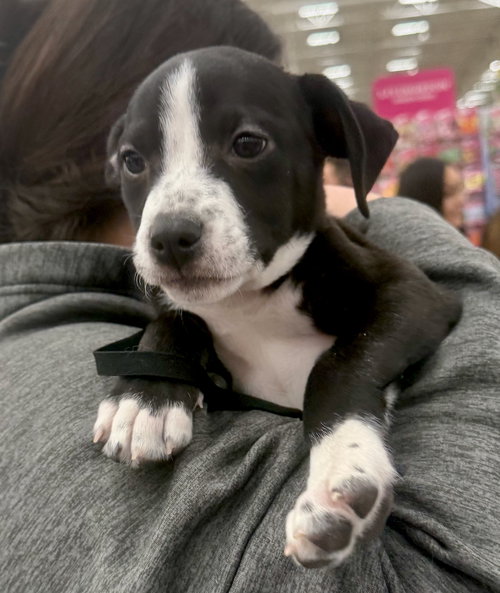 picture of the dog needing adoption