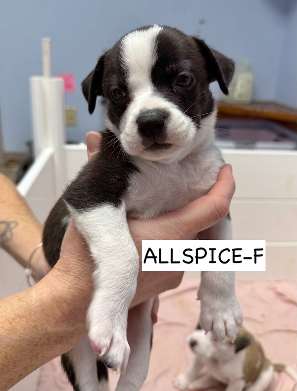 Allspice