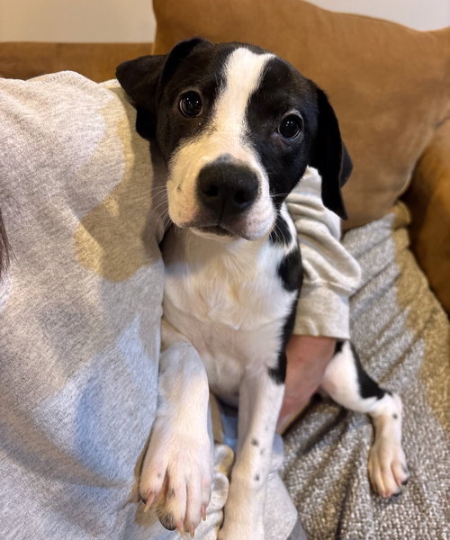 Allspice, an adoptable Boston Terrier in GILBERTS, IL