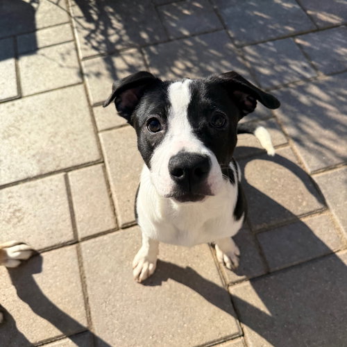 picture of the dog needing adoption