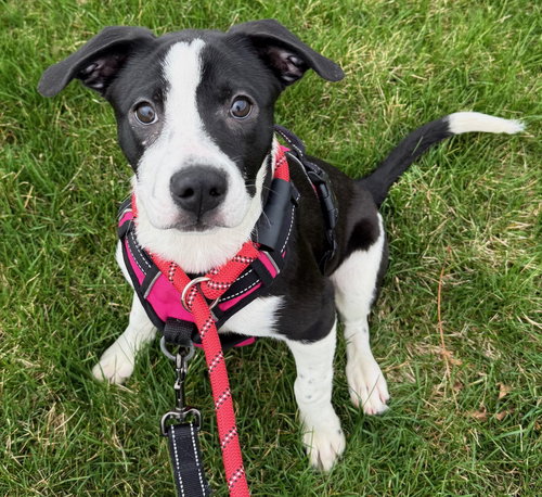 Allspice, an adoptable Boston Terrier in Gilberts, IL