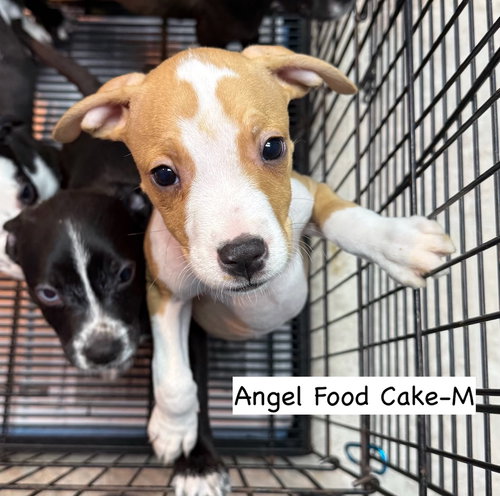 picture of the dog needing adoption