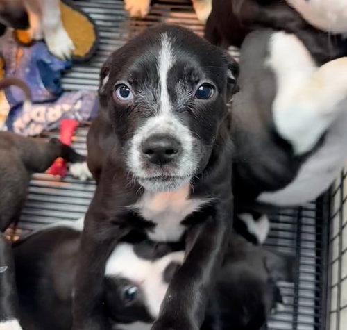 picture of the dog needing adoption