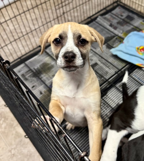 picture of the dog needing adoption