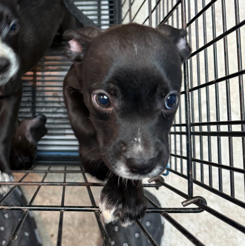 picture of the dog needing adoption