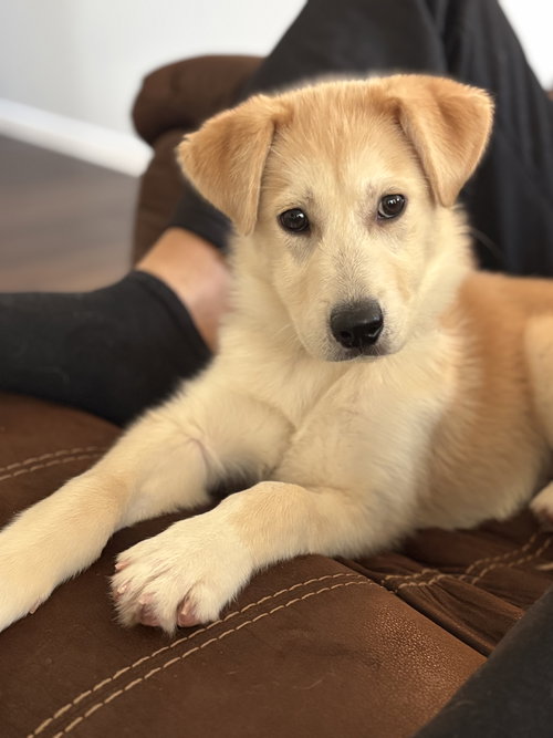 picture of the dog needing adoption