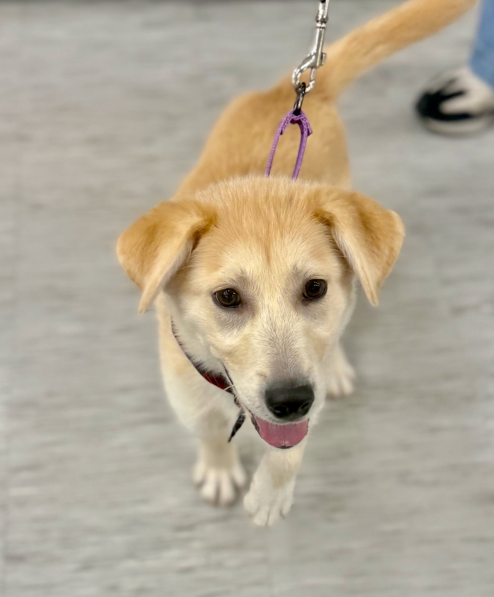 Buddy Image