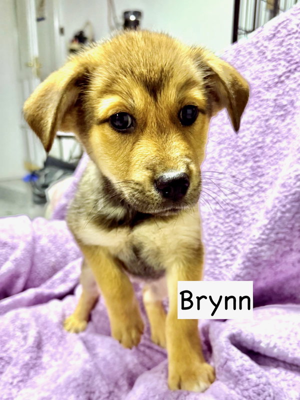 Brynn