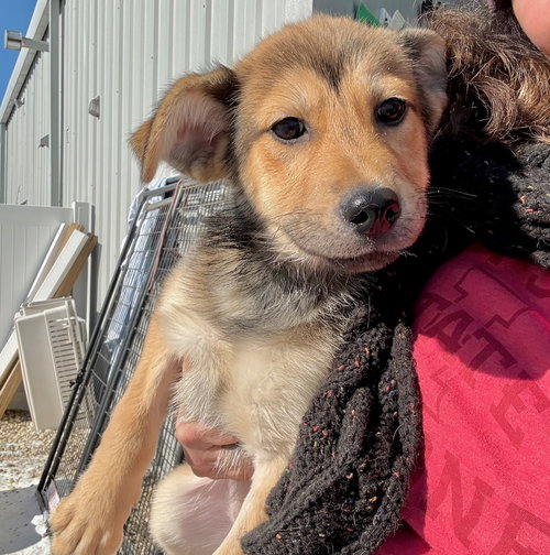 picture of the dog needing adoption