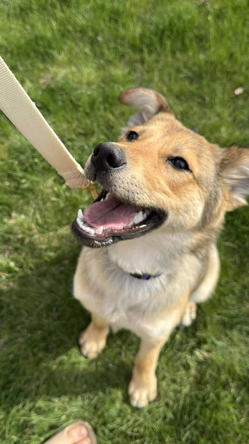 picture of the dog needing adoption