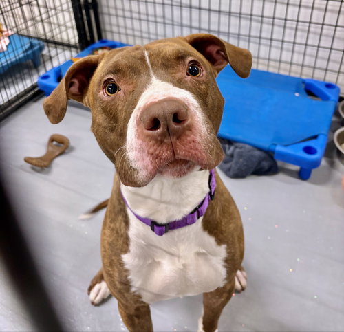 picture of the dog needing adoption