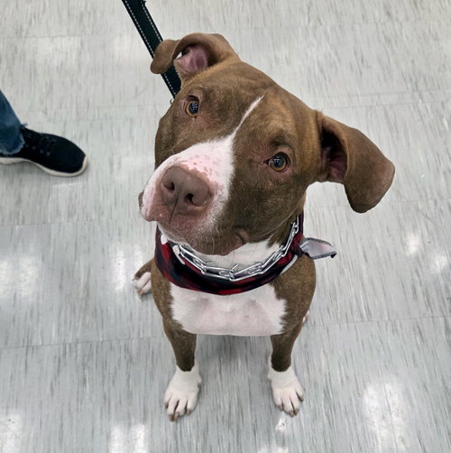 picture of the dog needing adoption