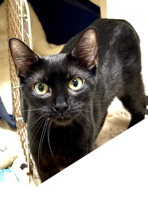 picture of the cat needing adoption