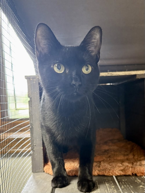 CAT - Alice, an adoptable Domestic Short Hair in Gilberts, IL