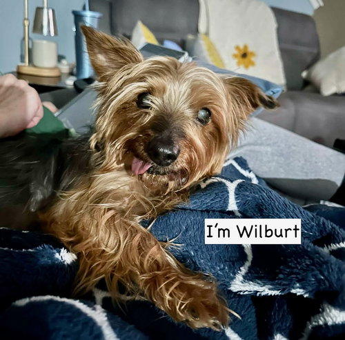 picture of the dog needing adoption