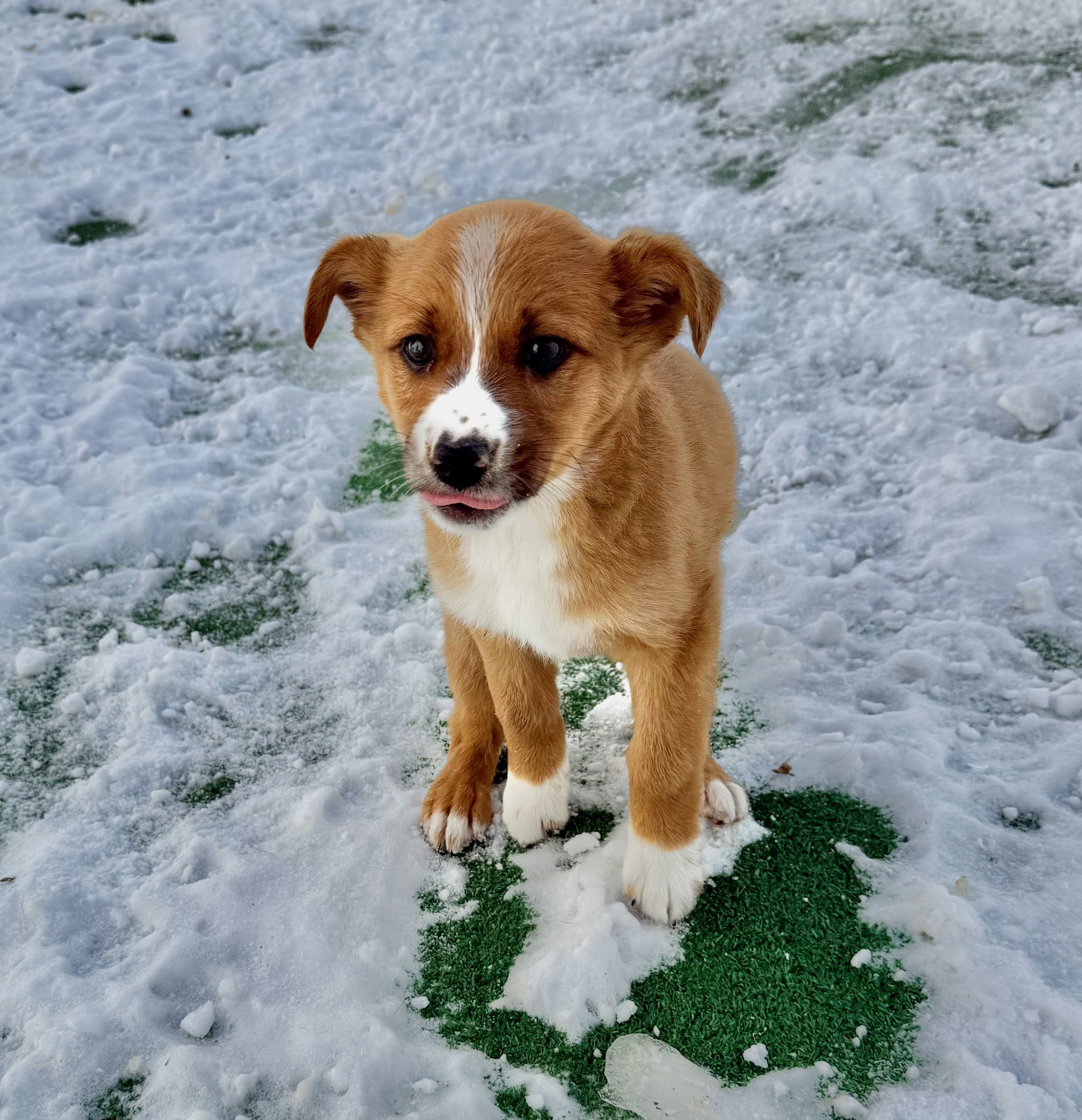 Cheddar