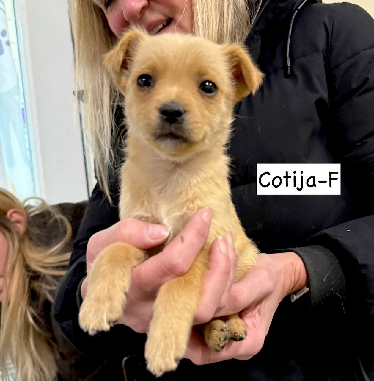 Cotija