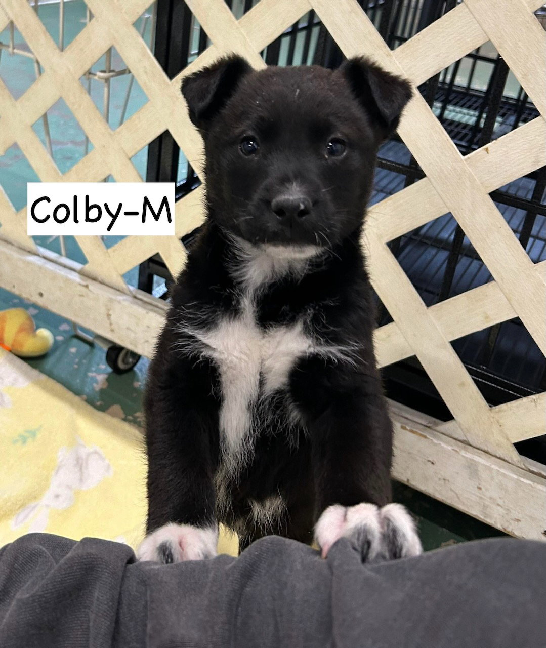 Colby