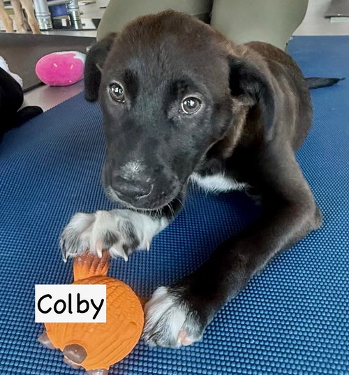 picture of the dog needing adoption