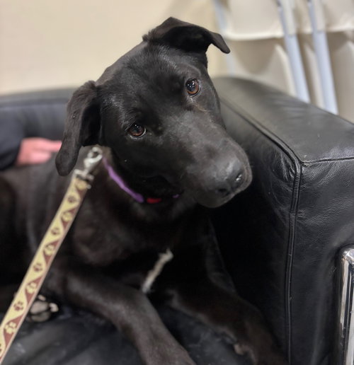 LULU - Labrador Retriever / Shepherd available for adoption